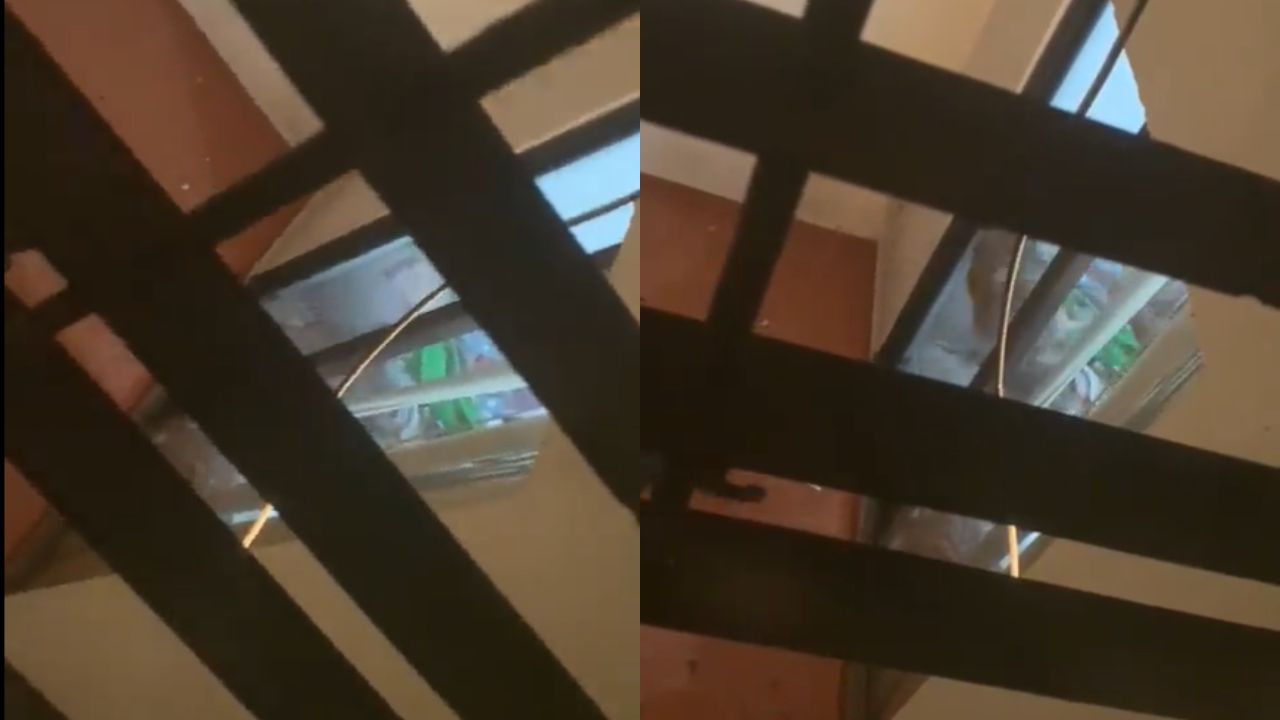 Captan a sujeto golpear a perritos en ventanal de la Benito Juárez