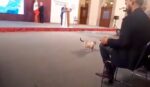 Zeus se pasea por la ‘mañanera’