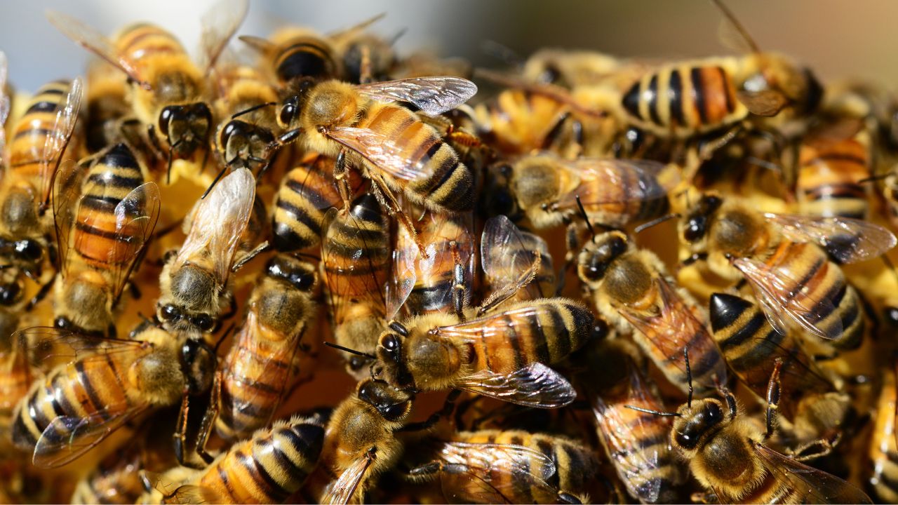 Enjambre de abejas asesina a hombre en Tlahuelilpan
