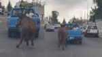 Arrastran contra pavimento a mula en Puebla; asociaciones denuncian hecho