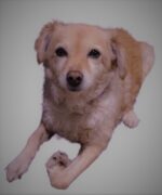 Día mundial del perro, una fecha para recordar que deben ser amados y respetados
