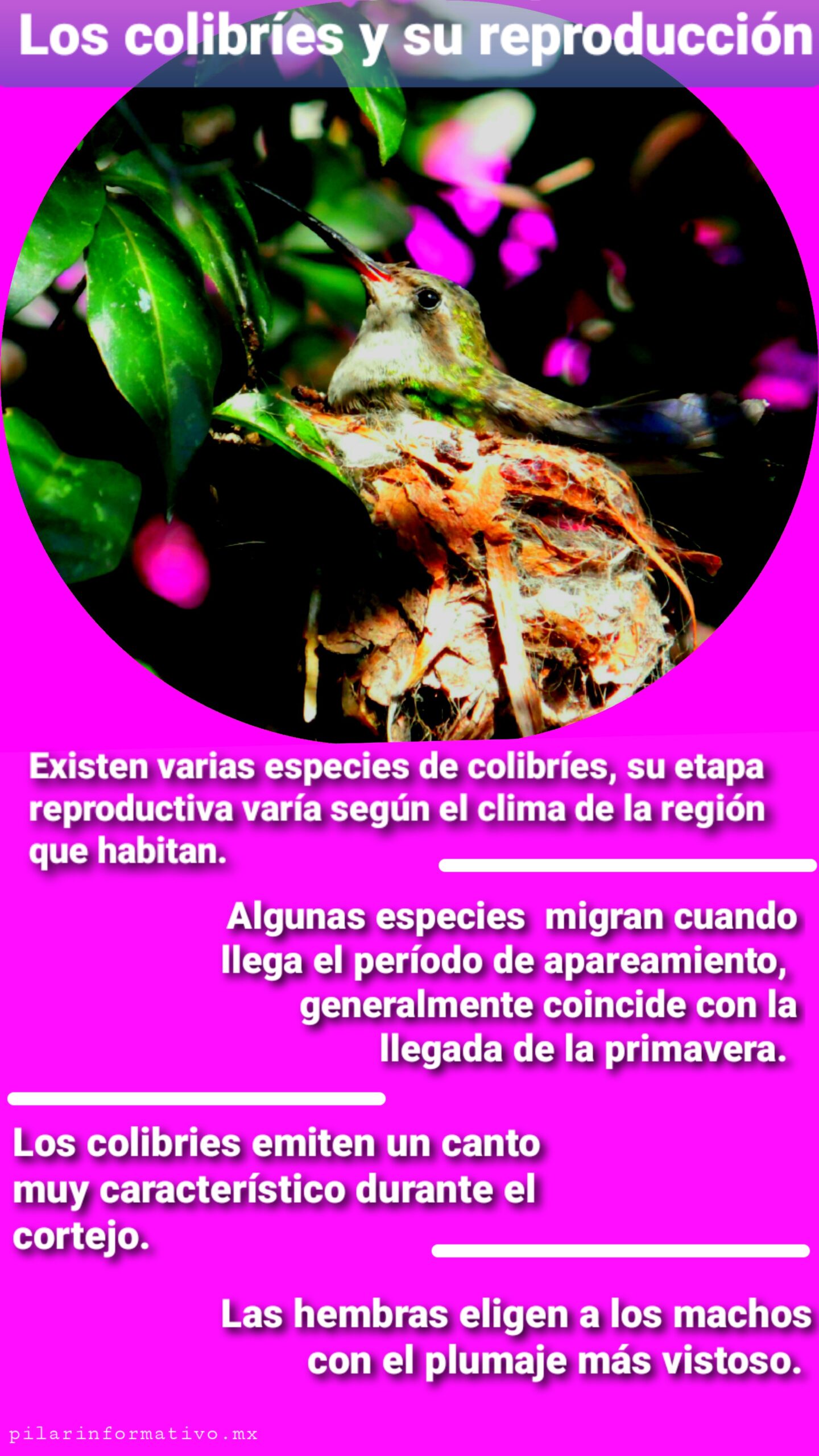 Los colibríes y su reproducción