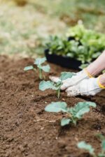 Syngenta lidera amplio portafolio de biológicos en el 13er Congreso Internacional Aneberries