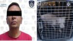 Rescatan a 6 perritos de maltrato en la Álvaro Obregón; hay un detenido