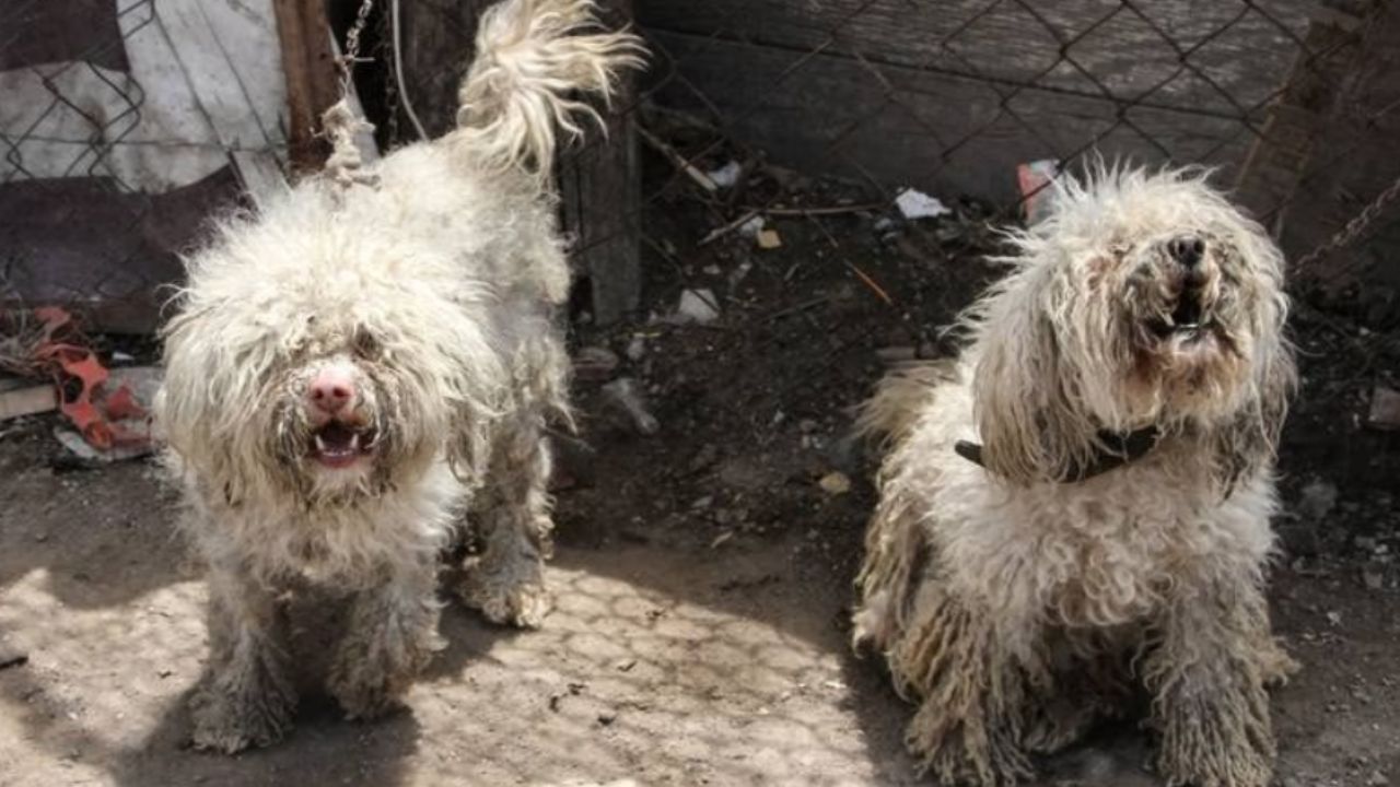 Rescatan a más de 100 perritos en refugio de Chihuahua Rescatan a más de 100 perritos en refugio de Chihuahua
