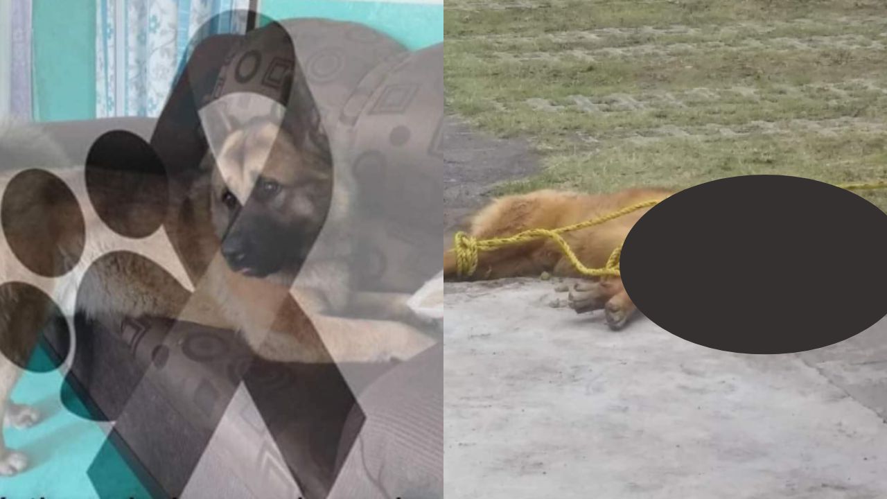 Vecinos de Nicolás Romera asesinan a perrito guía, en Edomex Vecinos de Nicolás Romera asesinan a perrito guía, en Edomex
