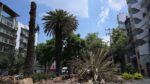 CDMX pierde las palmeras que la adornan debido al temible “picudo rojo”