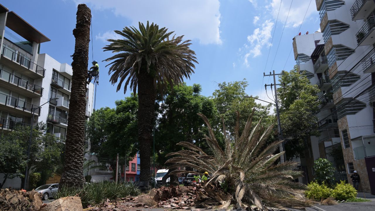 CDMX pierde las palmeras que la adornan debido al temible “picudo rojo” CDMX pierde las palmeras que la adornan debido al temible “picudo rojo”