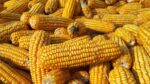 Canadá se suma a controversia de EUA por restricciones de México a importación de maíz transgénico