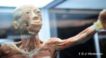 ¡No te puedes perder la muestra Bodies: Cuerpos Humanos Reales!