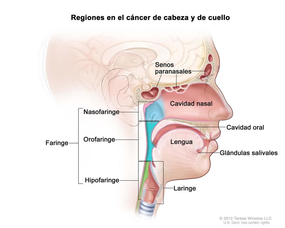 Sumamos + Vida cuando se diagnostica oportunamente el cáncer de cabeza y cuello Sumamos + Vida cuando se diagnostica oportunamente el cáncer de cabeza y cuello