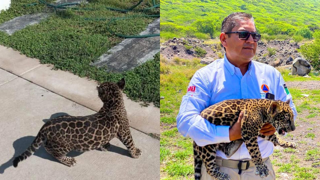 Encuentran un cachorro de jaguar en el municipio Corregidora, Querétaro Encuentran un cachorro de jaguar en el municipio Corregidora, Querétaro