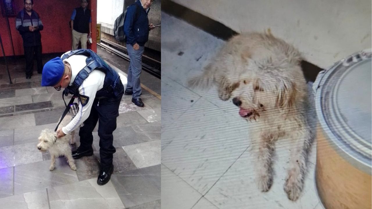 Perrito cae a las vías del Metro Pantitlán y lo rescatan del tren