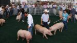 Comunicación transparente y positiva de los porcicultores a la comunidad y consumidores