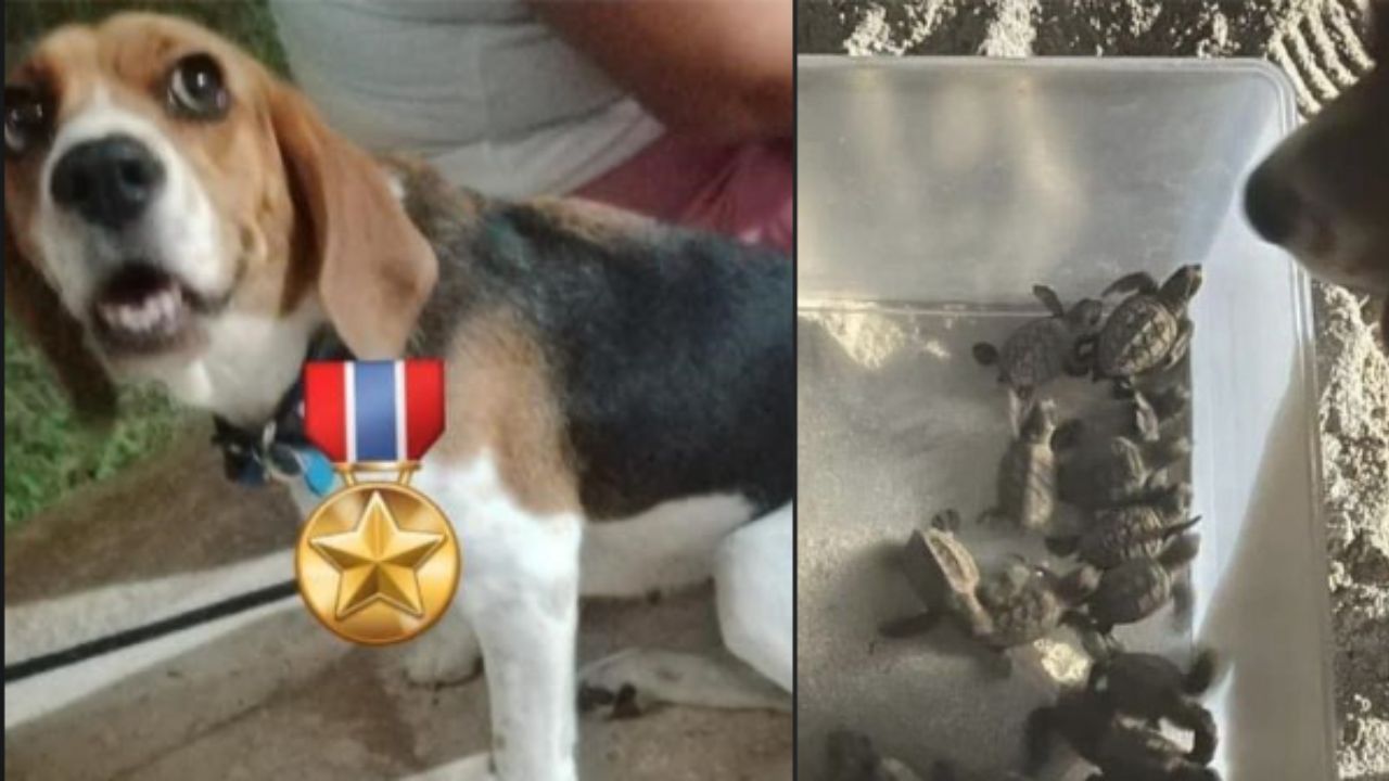 Perrita ayuda a rescatar a 76 tortugas en Chuburná, Yucatán Perrita ayuda a rescatar a 76 tortugas en Chuburná, Yucatán