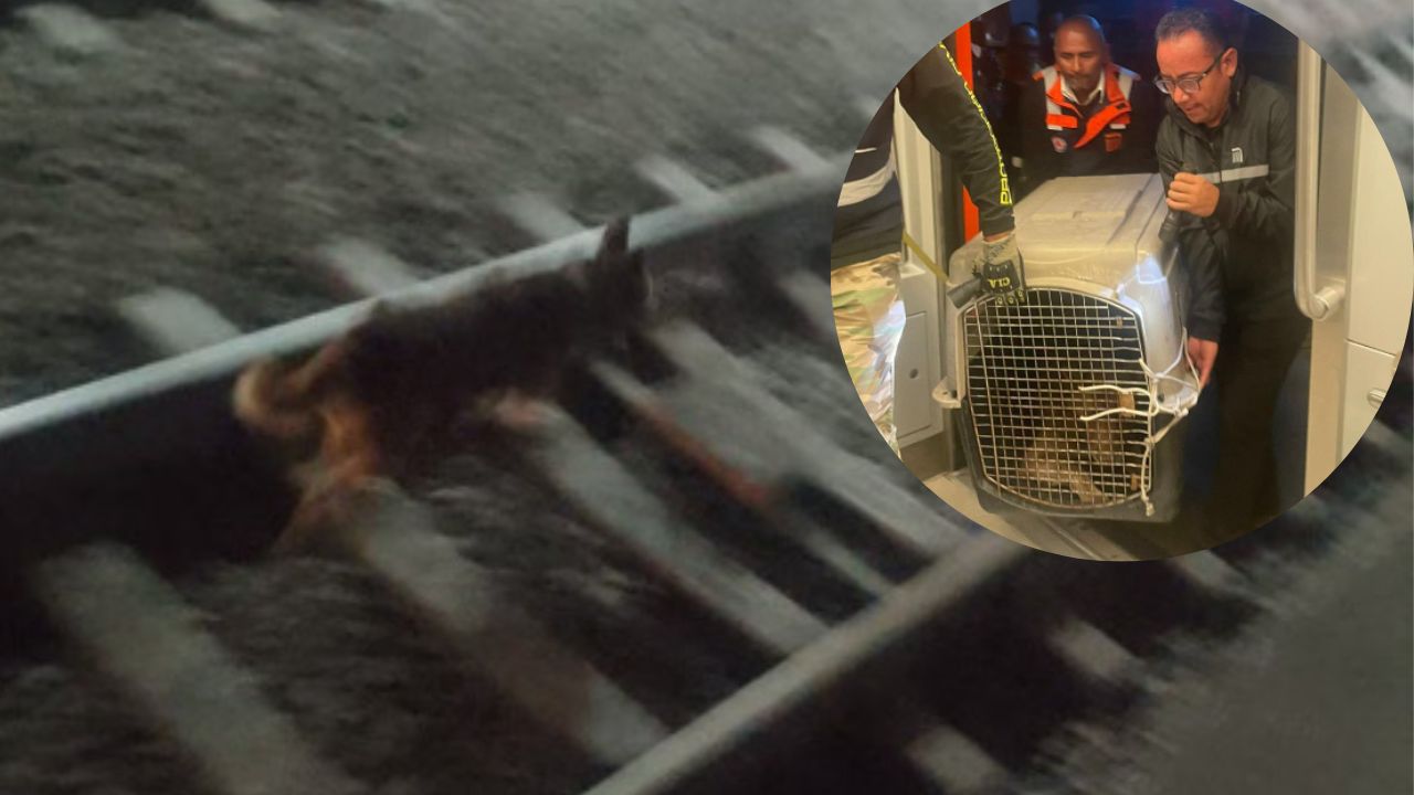Rescatan a lomito que bajó a las vías del Metro en la Línea 12 Rescatan a lomito que bajó a las vías del Metro en la Línea 12