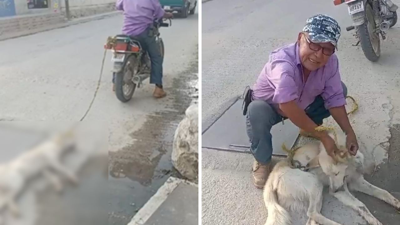 Exigen justicia para perrito que fue arrastrado en una moto en Soledad Etla, Oaxaca Exigen justicia para perrito que fue arrastrado en una moto en Soledad Etla, Oaxaca