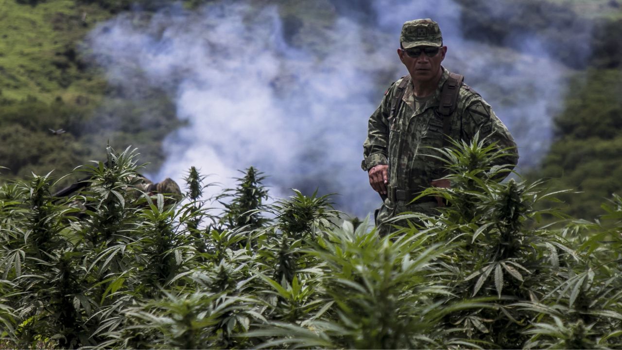Sedena reporta decomisos récord de marihuana y cocaína en 2023 Sedena reporta decomisos récord de marihuana y cocaína en 2023