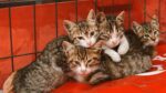 En China rescatan a más de mil gatitos que serían vendidos como carne de cerdo