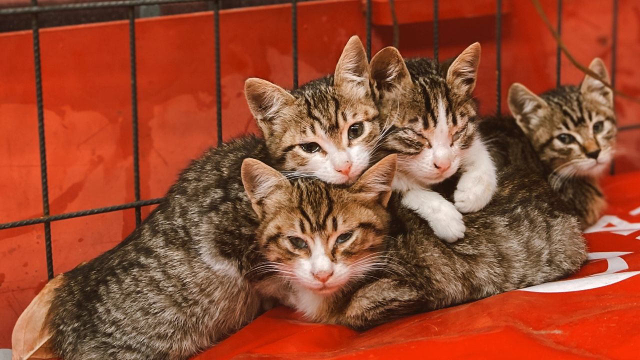 En China rescatan a más de mil gatitos que serían vendidos como carne de cerdo En China rescatan a más de mil gatitos que serían vendidos como carne de cerdo