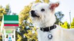Muere envenenado Gasolín, perrito que trabajaba en una gasolinera de Tecate,BC