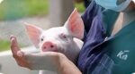 Necesarios el Humanismo y Principios Éticos en el Bienestar Animal Porcícola