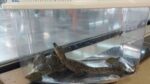 Rescatan a un caimán y tortugas en el Metro Rosario de la Línea 7