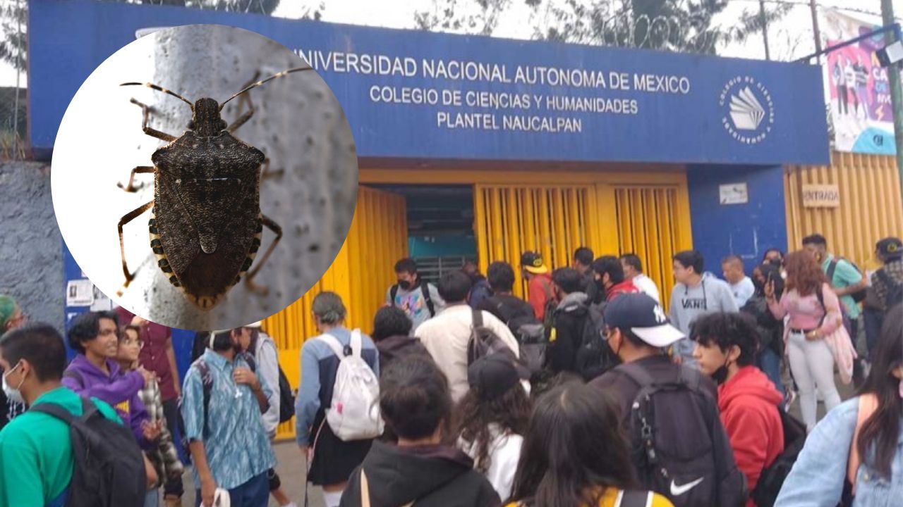 Chinches llegan hasta CCH: suspenden clases por fumigación Chinches llegan hasta CCH: suspenden clases por fumigación