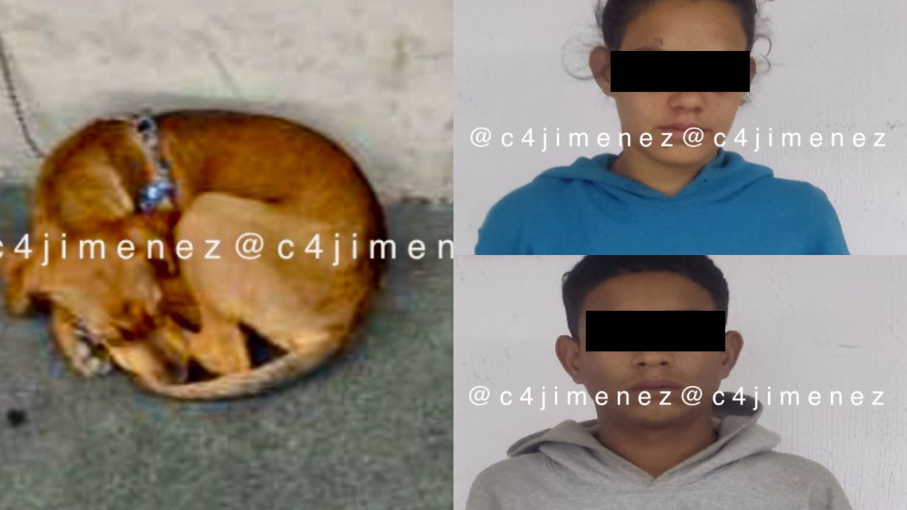 Arrestan a 2 venezolanos tras apalear a perro en la Cuauhtémoc Arrestan a 2 venezolanos tras apalear a perro en la Cuauhtémoc
