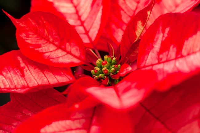 Alistan floricultores cosecha de Nochebuena para cubrir próxima demanda nacional: Agricultura Alistan floricultores cosecha de Nochebuena para cubrir próxima demanda nacional: Agricultura