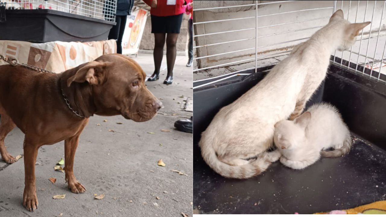 Rescatan a 15 gatitos y un perro en calles de Azcapotzalco