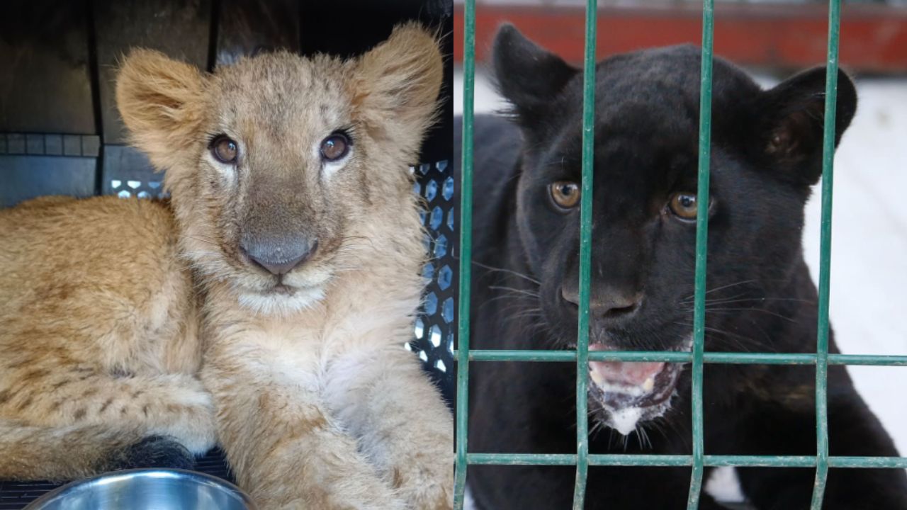 Resguardan a 3 cachorros de felinos tras operativo en Michoacán Resguardan a 3 cachorros de felinos tras operativo en Michoacán