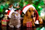 Cinco tips de regalos navideños para tus mascotas
