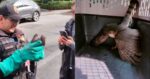 Rescatan a gavilán de una vivienda en la Miguel Hidalgo