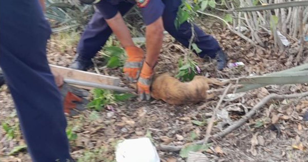 Rescatan a perrito tras quedar atrapado entre plantas de agave en Yucatán Rescatan a perrito tras quedar atrapado entre plantas de agave en Yucatán