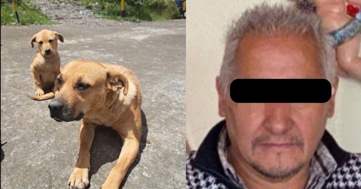Sentencia a funcionario que envenenó a 8 perritos en Hidalgo Sentencia a funcionario que envenenó a 8 perritos en Hidalgo