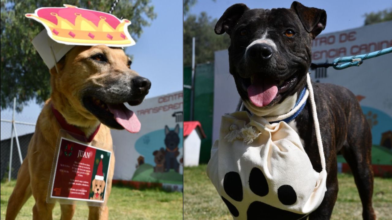 Perritos rescatados del metro llevarán cartas a Santa Claus y los Reyes Magos Perritos rescatados del metro llevarán cartas a Santa Claus y los Reyes Magos
