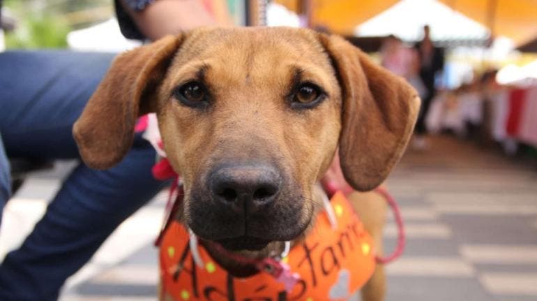 Alcaldía de Tlalpan llama a no regalar animales de compañía en estas fiestas decembrinas Alcaldía de Tlalpan llama a no regalar animales de compañía en estas fiestas decembrinas