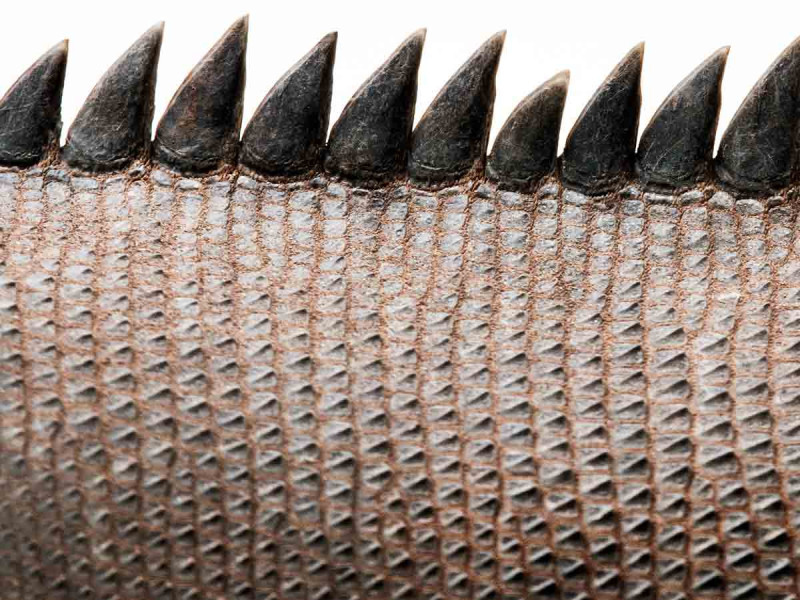 Descubren piel fosilizada de criatura desconocida más antigua que los dinosaurios Descubren piel fosilizada de criatura desconocida más antigua que los dinosaurios
