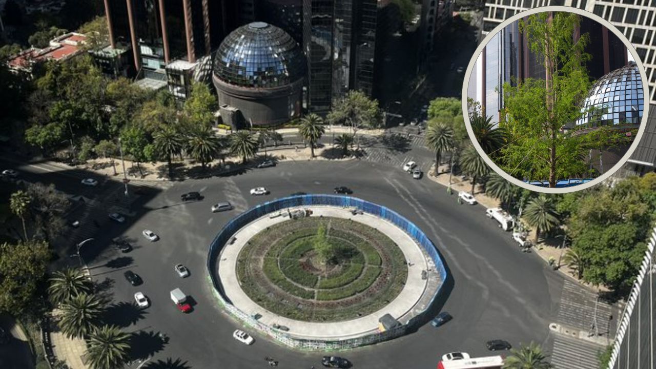 El ahuehuete de Reforma “más verde que nunca en pleno invierno”, presume Batres El ahuehuete de Reforma “más verde que nunca en pleno invierno”, presume Batres