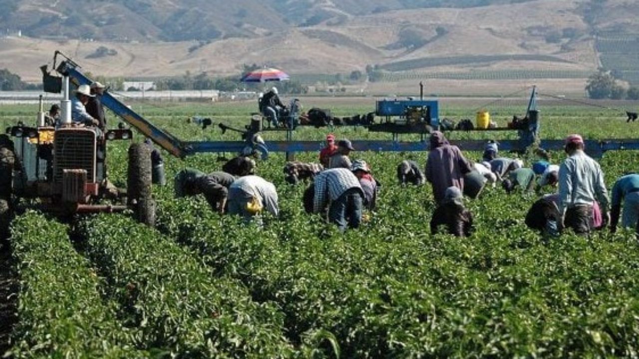 Fallece bebé ahogada en estanque de jornaleros en Sinaloa Fallece bebé ahogada en estanque de jornaleros en Sinaloa