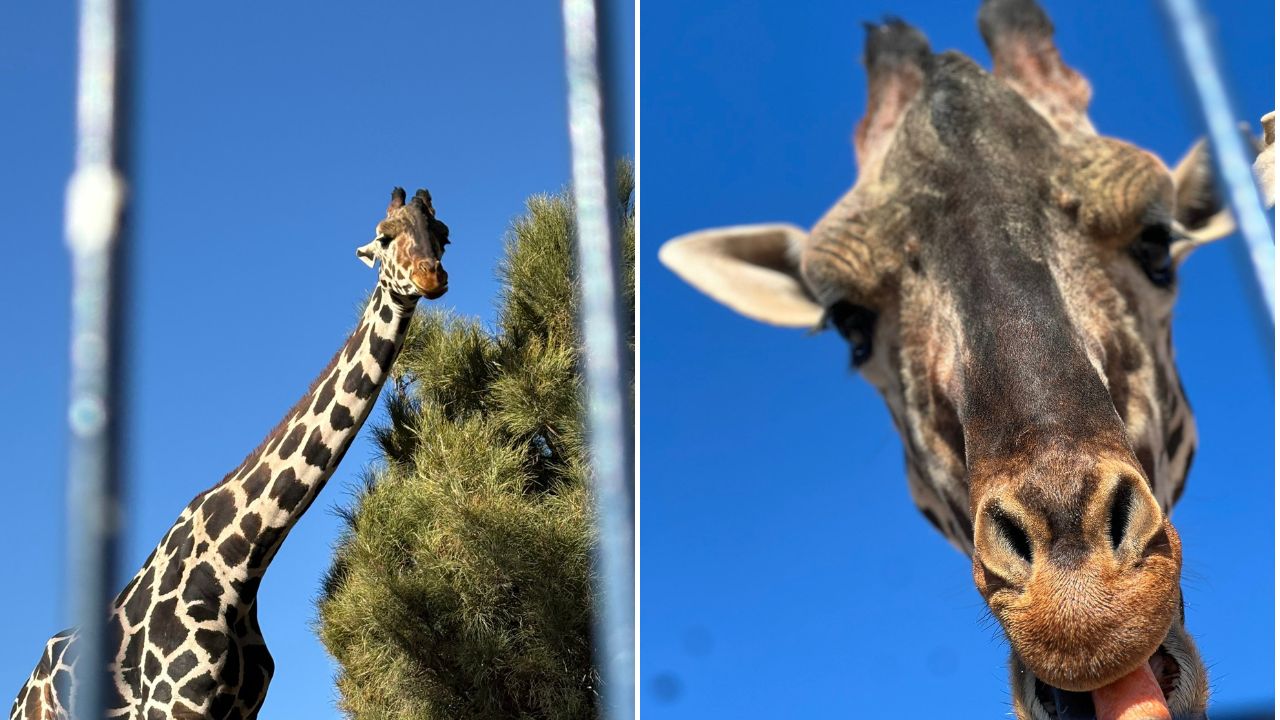 Jirafa Benito llega a Africam Safari tras un largo viaje Jirafa Benito llega a Africam Safari tras un largo viaje