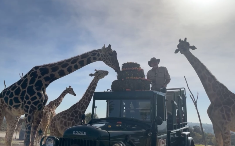 Benito, la jirafa rescatada, se une oficialmente a su nueva familia en Africam Safari Benito, la jirafa rescatada, se une oficialmente a su nueva familia en Africam Safari