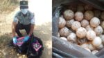 Arrestan a hombre con 30 mil huevos de tortuga en Oaxaca