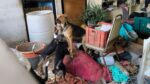 Rescatan a 9 perritos en condiciones deplorables en la Gustavo A. Madero