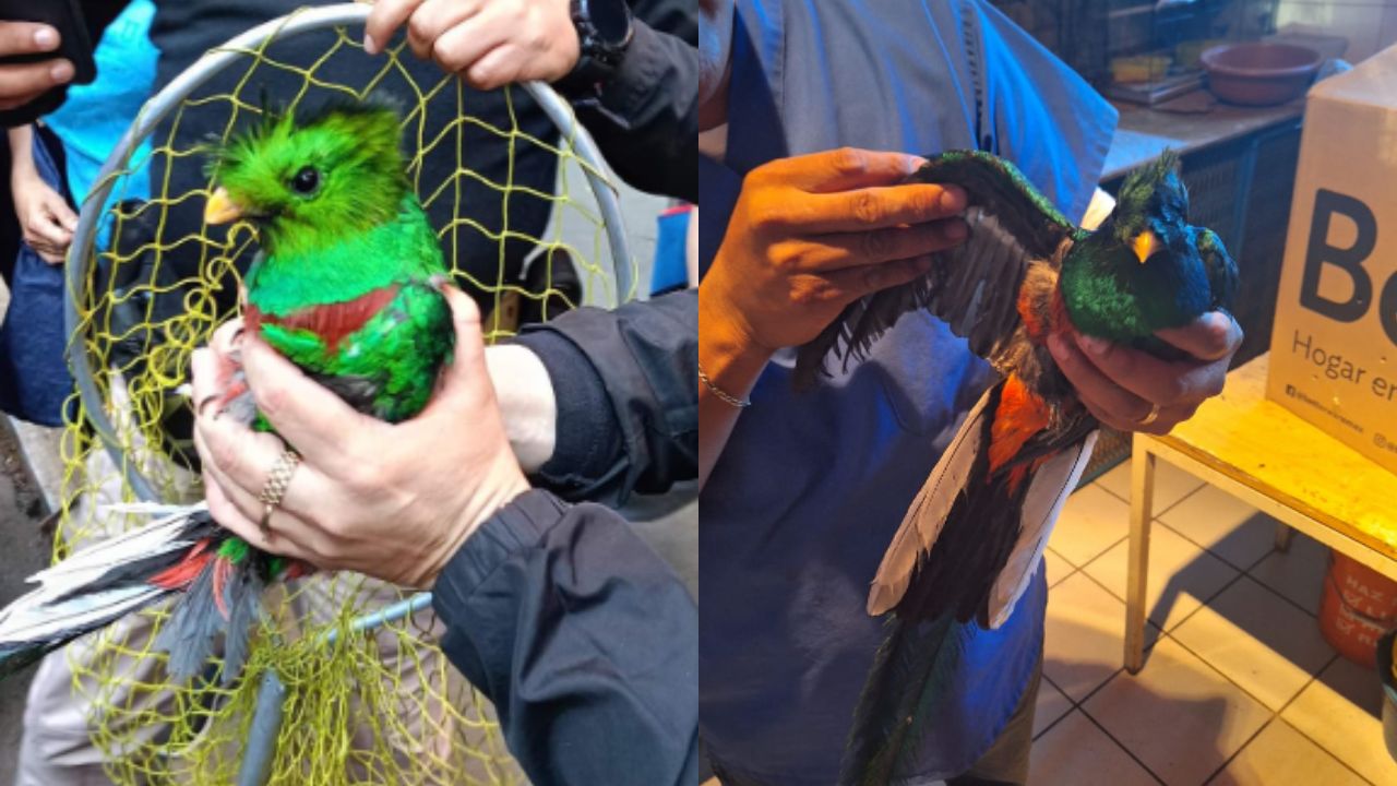 Rescatan a Quetzal en la colonia Santa María la Ribera de la Cuauhtémoc Rescatan a Quetzal en la colonia Santa María la Ribera de la Cuauhtémoc