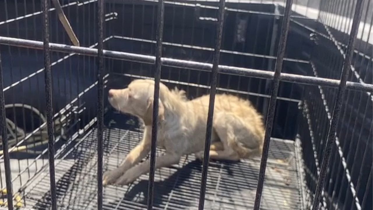 Rescatan a perrito tras quedar atrapado en un pozo en Nuevo León Rescatan a perrito tras quedar atrapado en un pozo en Nuevo León
