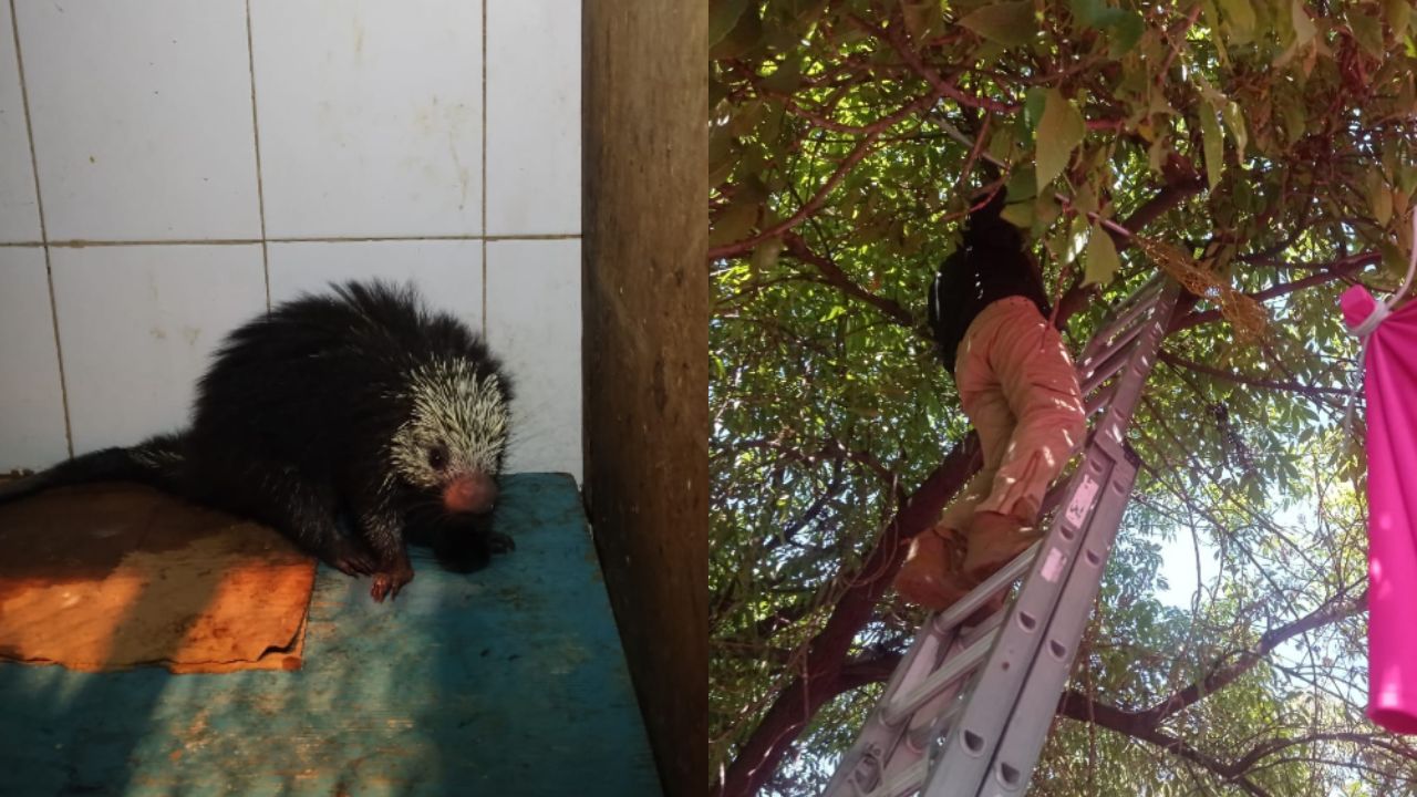 Rescatan a puercoespín atrapado en la copa de un árbol en la Venustiano Carranza Rescatan a puercoespín atrapado en la copa de un árbol en la Venustiano Carranza