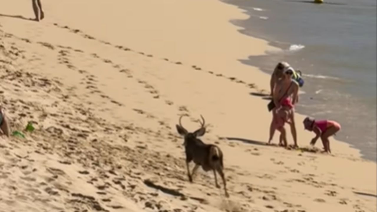 Un venado sorprende a turistas en playa de Cabo San Lucas Un venado sorprende a turistas en playa de Cabo San Lucas