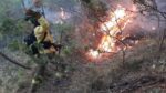Investigan si incendios forestales son provocados, señala López Obrador